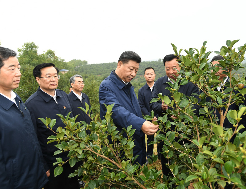　　9月16日至18日，中共中央總書記、國家主席、中央軍委主席習(xí)近平在河南考察。這是17日上午，習(xí)近平來到信陽市光山縣槐店鄉(xiāng)司馬光油茶園，實(shí)地察看油茶樹種植和掛果情況。新華社記者 謝環(huán)馳 攝